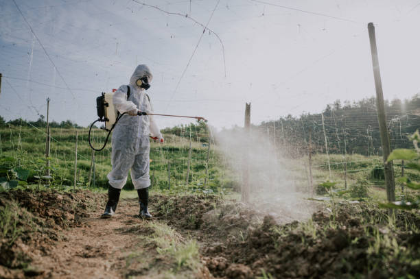 Professional Pest Control in Santo Domingo Pueblo, NM
