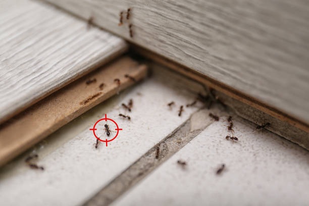 Best Pest Prevention Services  in Santo Domingo Pueblo, NM