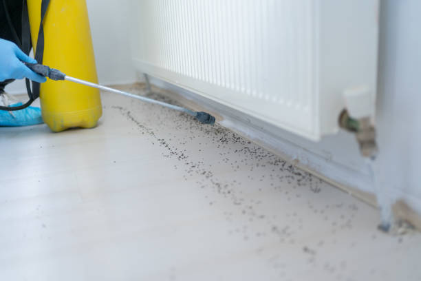 Best Emergency Pest Control  in Santo Domingo Pueblo, NM